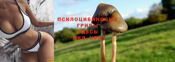 ПСИЛОЦИБИНОВЫЕ ГРИБЫ Козловка